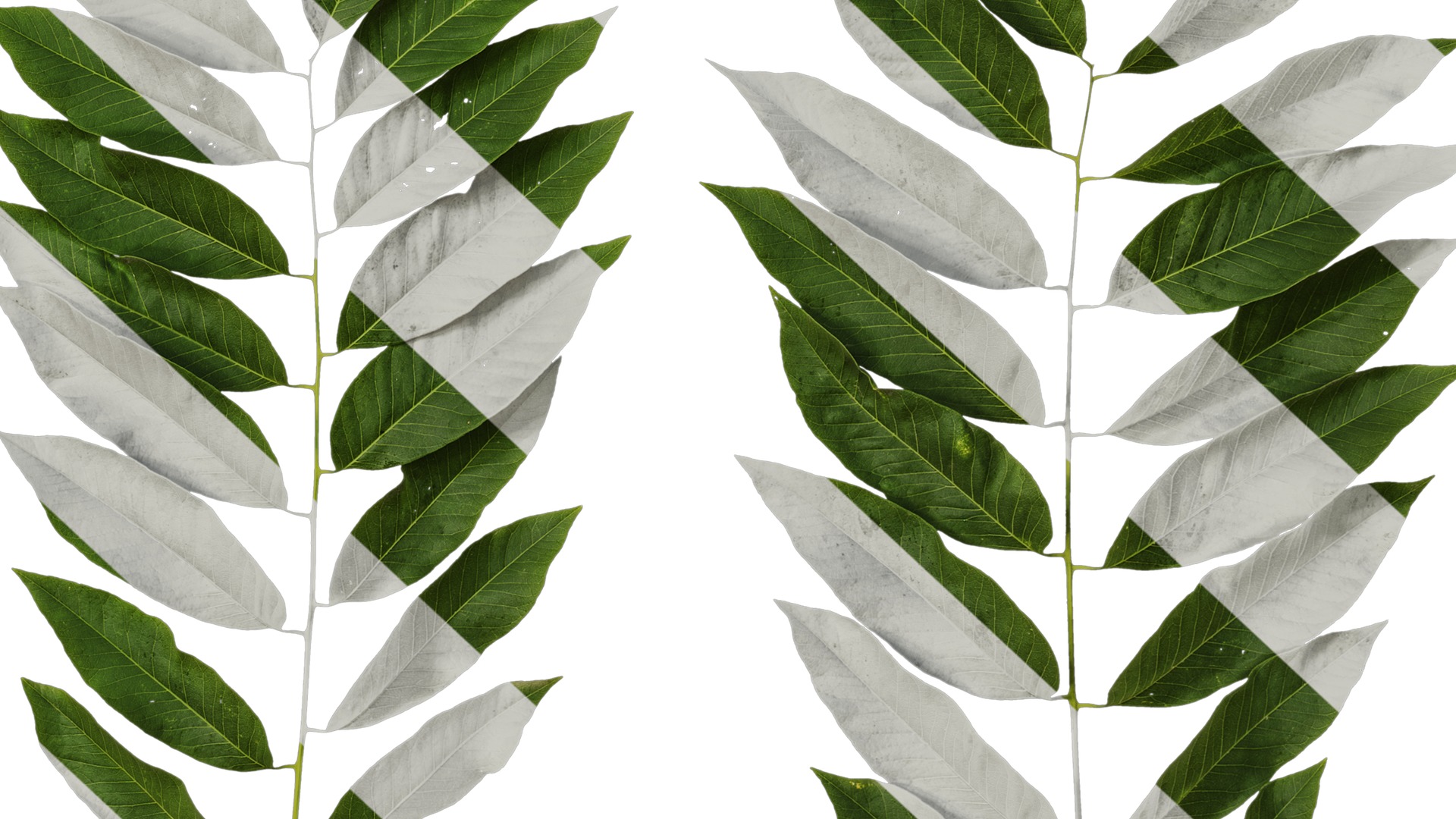 Anydrafts Sapindus mukorossi Atlas 04 Texture_6