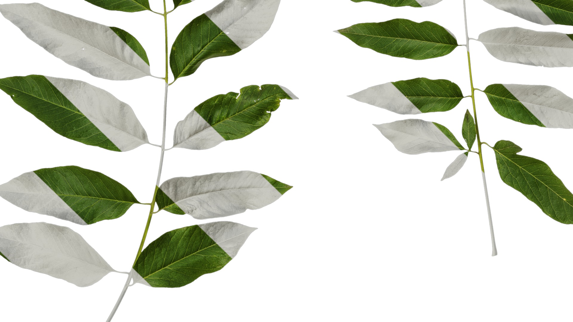 Anydrafts Sapindus mukorossi Atlas 04 Texture_3