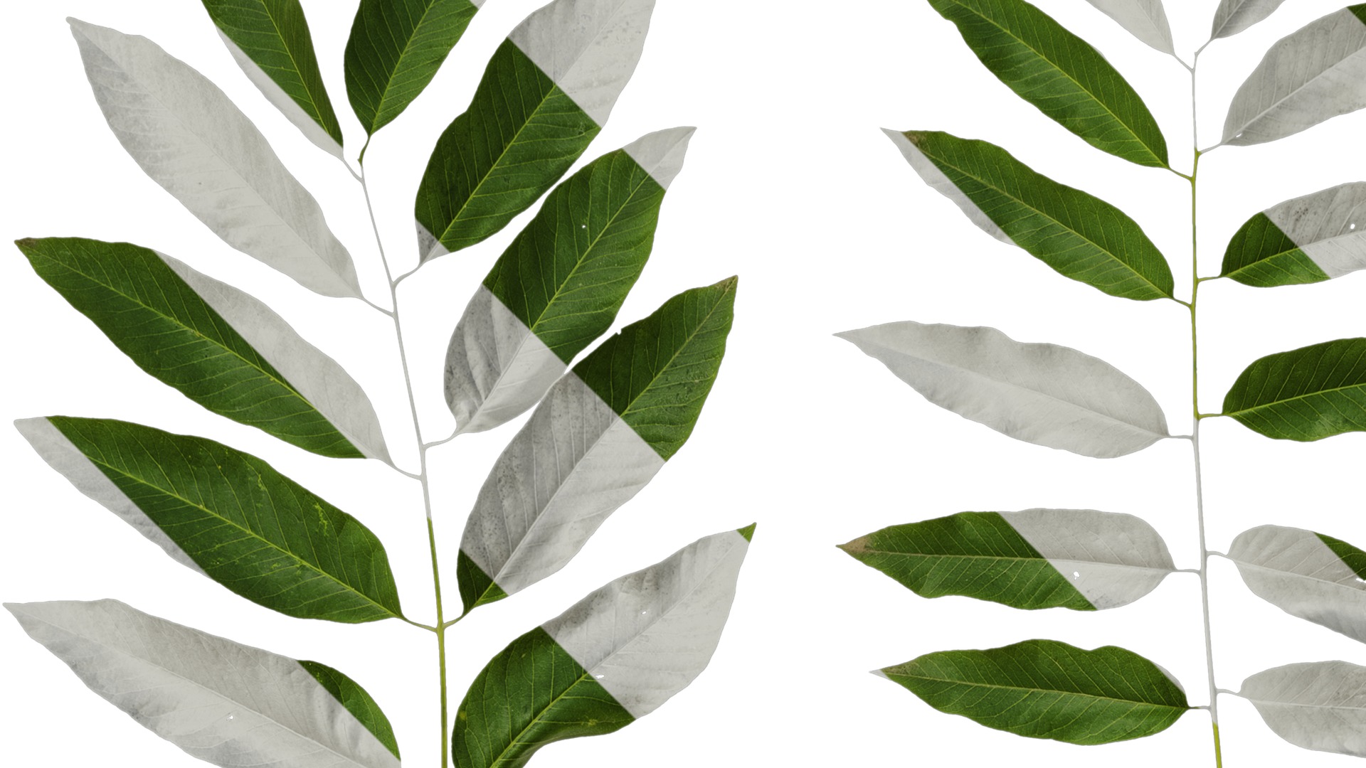 Anydrafts Sapindus mukorossi Atlas 04 Texture_1