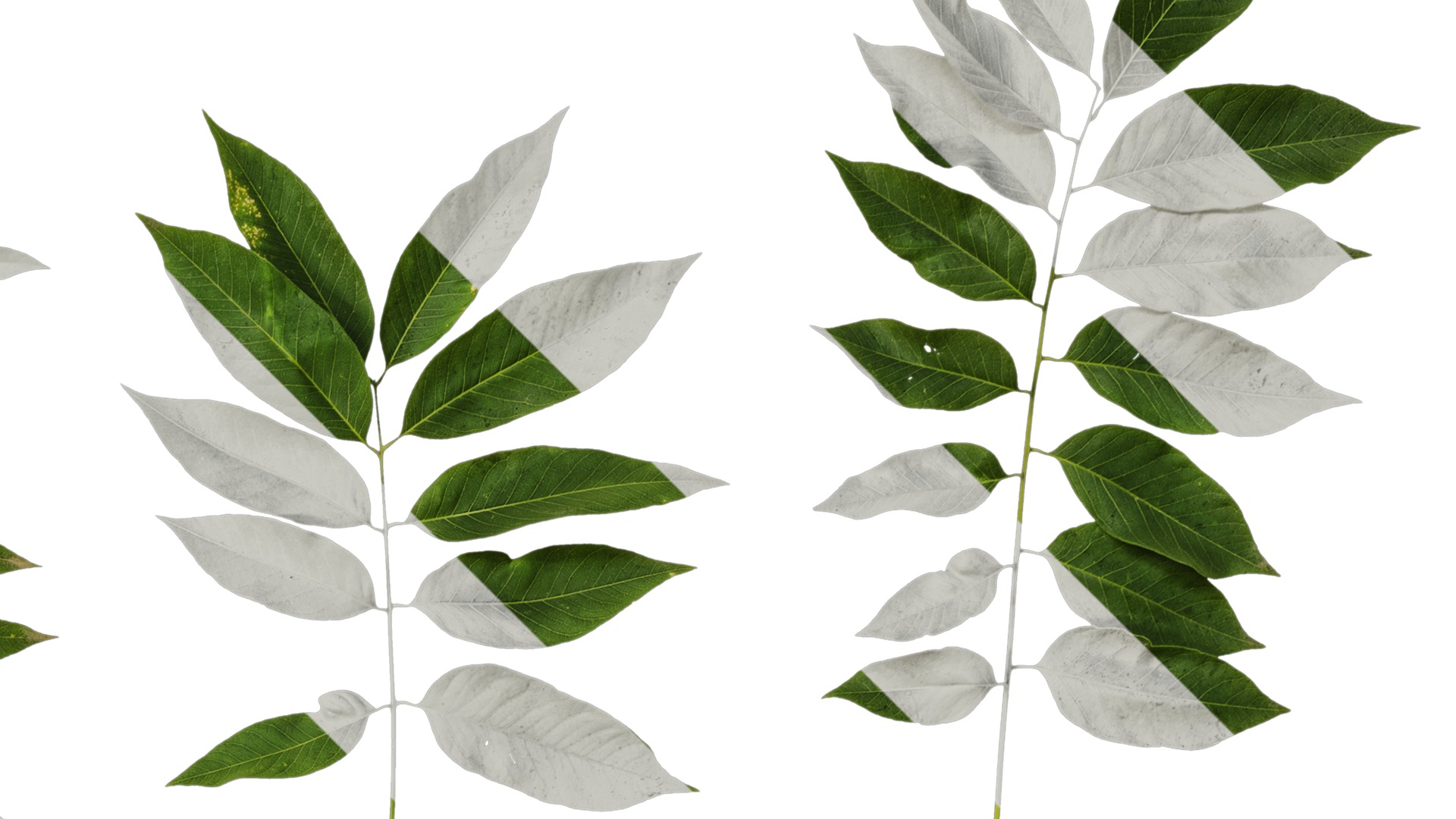 Anydrafts Sapindus mukorossi Atlas 04 Texture_2