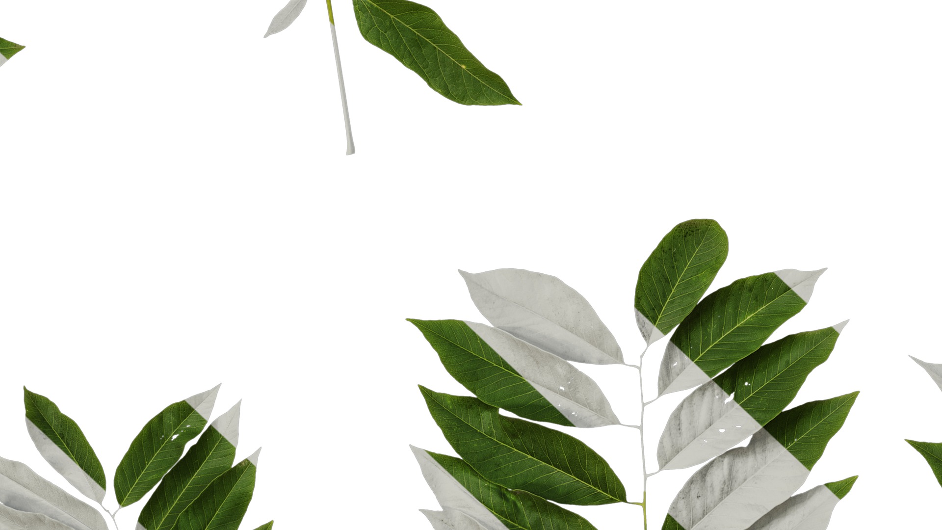 Anydrafts Sapindus mukorossi Atlas 04 Texture_7