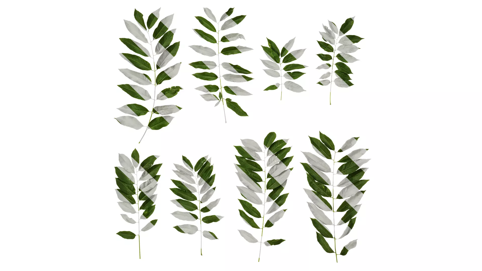 Anydrafts Sapindus mukorossi Atlas 04 Texture_0