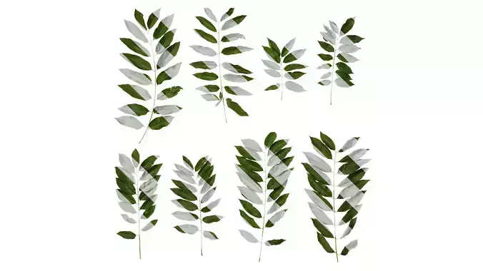 Anydrafts Sapindus mukorossi Atlas 04