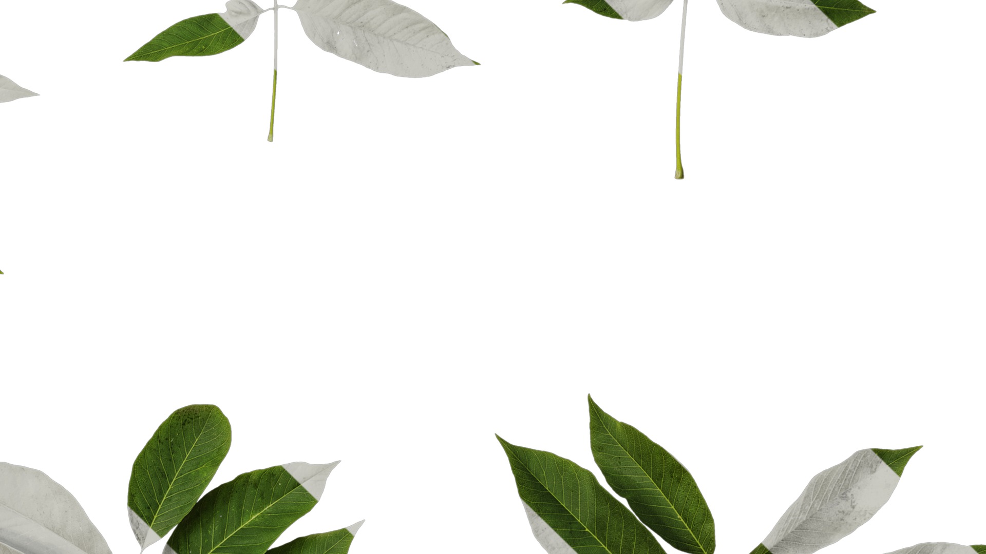 Anydrafts Sapindus mukorossi Atlas 04 Texture_4