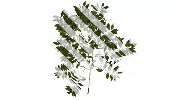 Anydrafts Sapindus mukorossi Atlas 05