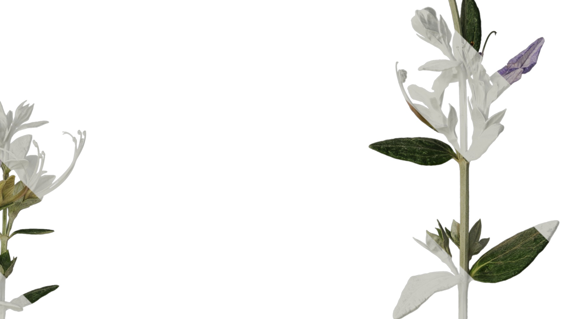 Anydrafts Teucrium fruticans Atlas 01 Texture_2