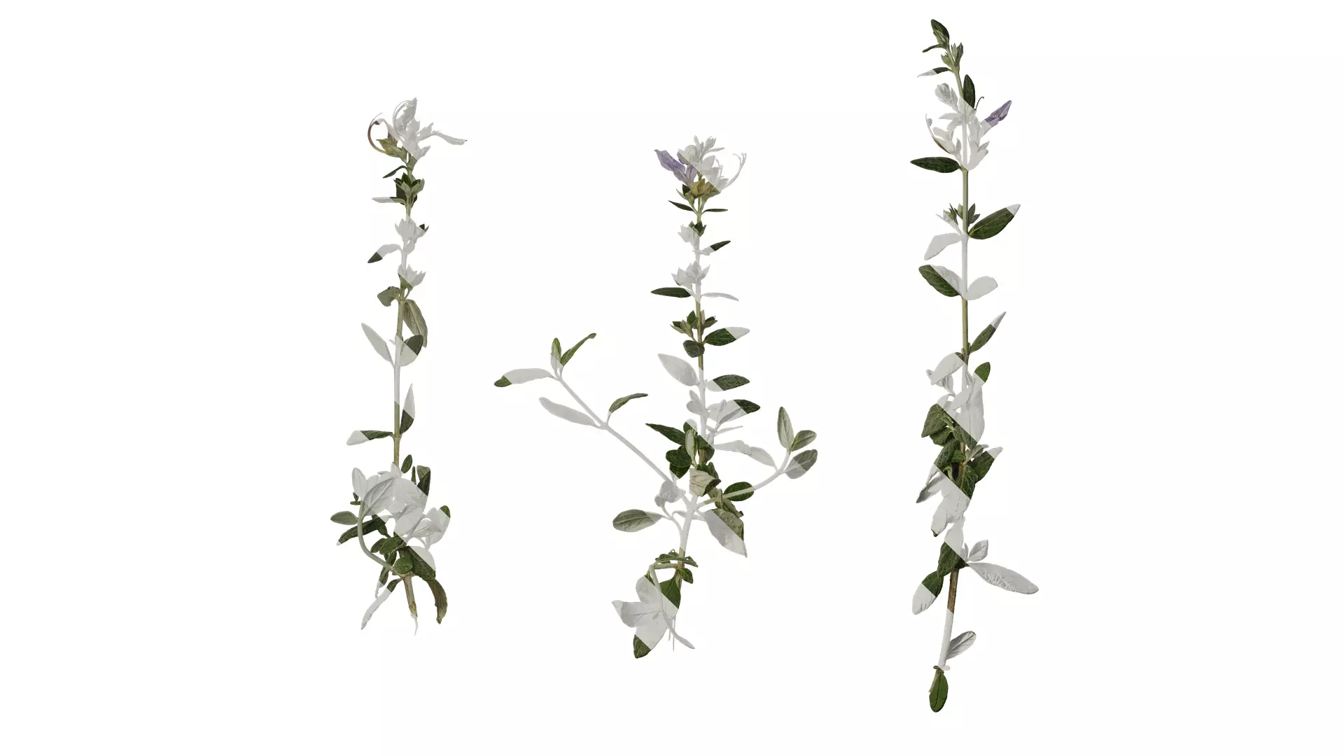 Anydrafts Teucrium fruticans Atlas 01 Texture_0