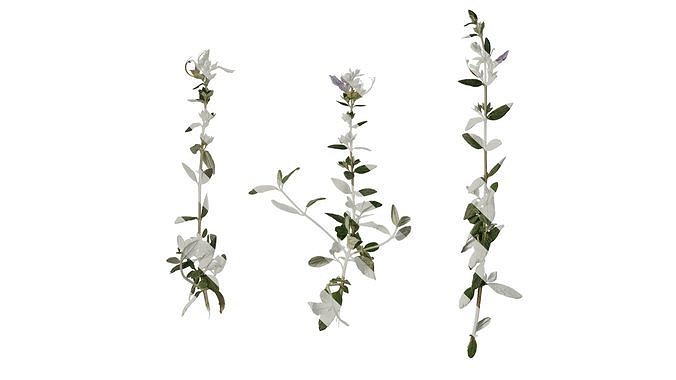 Anydrafts Teucrium fruticans Atlas 01 Texture