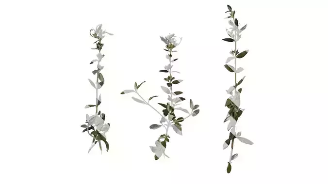 Anydrafts Teucrium fruticans Atlas 01 Texture