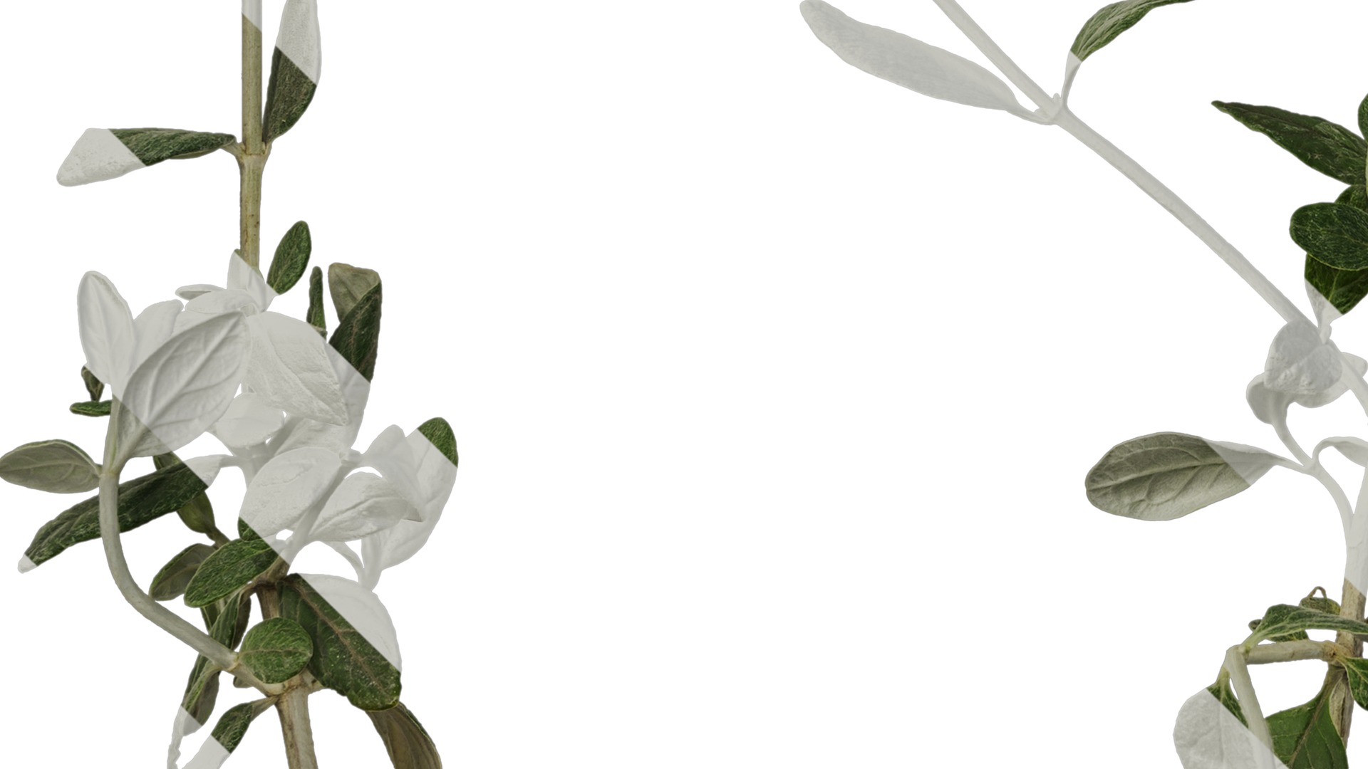 Anydrafts Teucrium fruticans Atlas 01 Texture_5