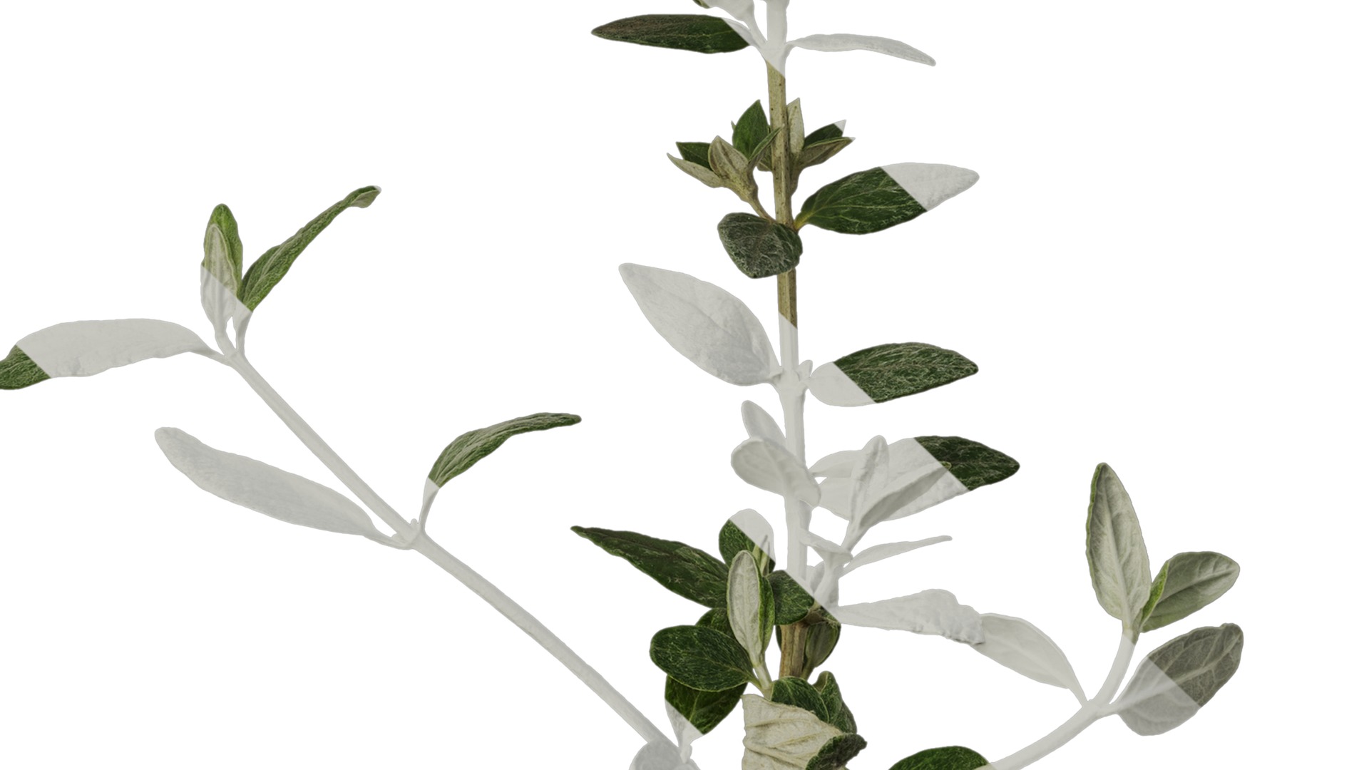 Anydrafts Teucrium fruticans Atlas 01 Texture_7