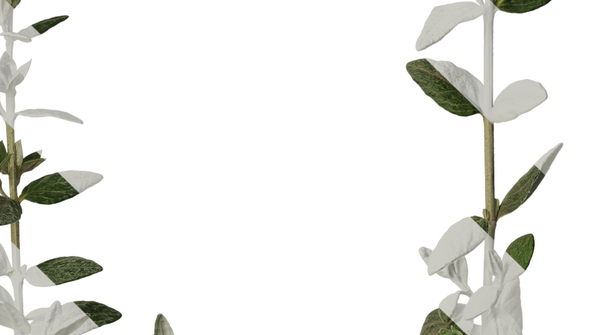 Anydrafts Teucrium fruticans Atlas 01 Texture_4