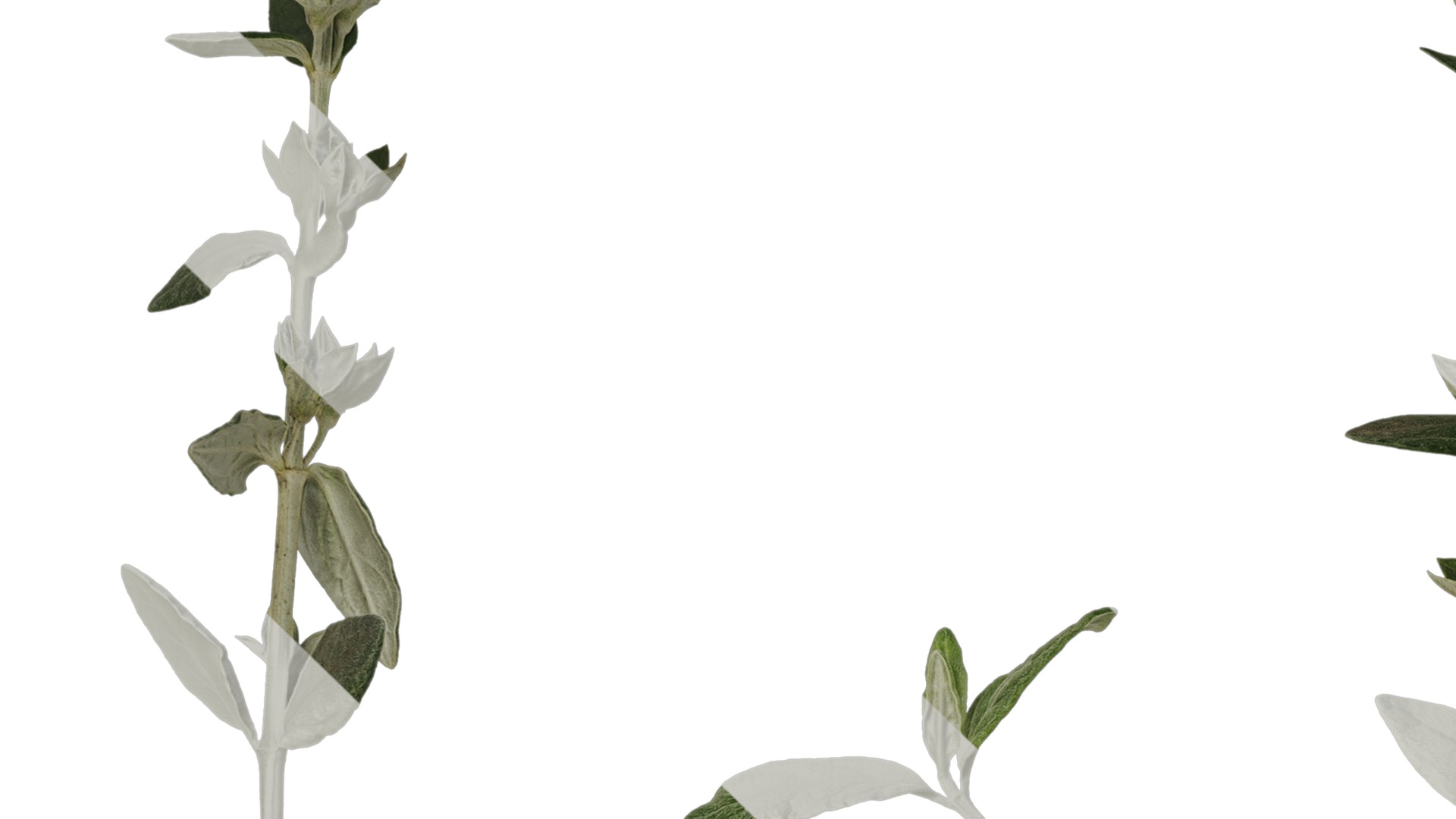 Anydrafts Teucrium fruticans Atlas 01 Texture_3