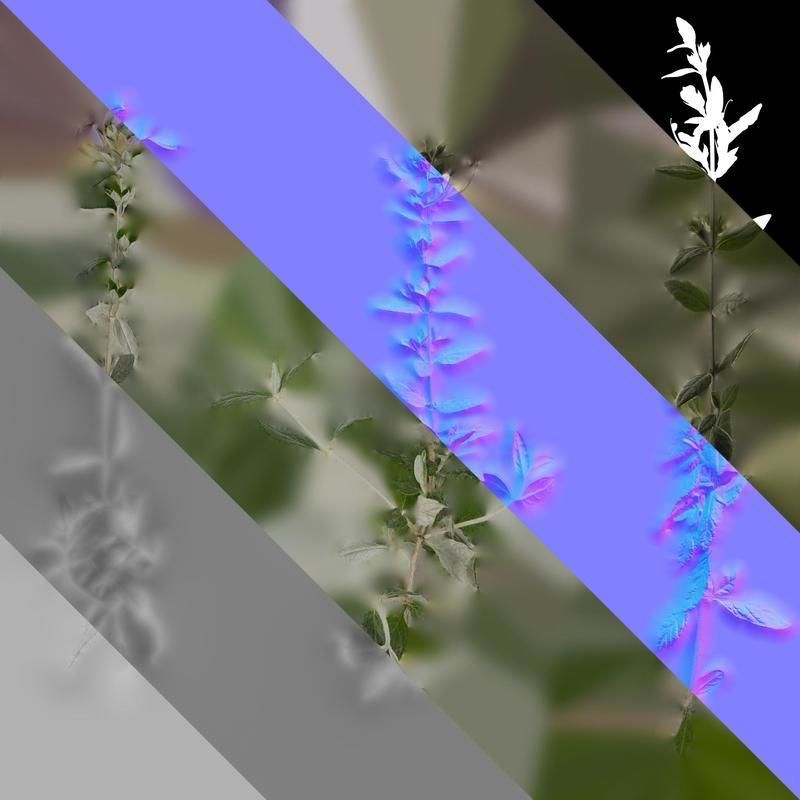 Anydrafts Teucrium fruticans Atlas 01 Texture_8