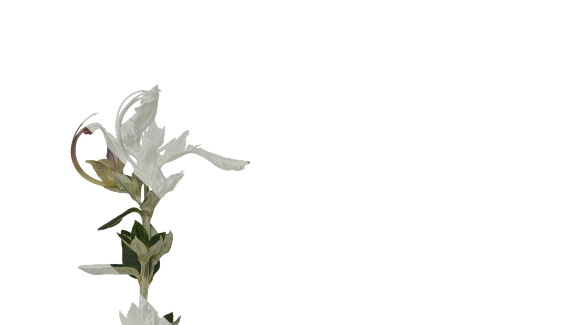 Anydrafts Teucrium fruticans Atlas 01 Texture_1