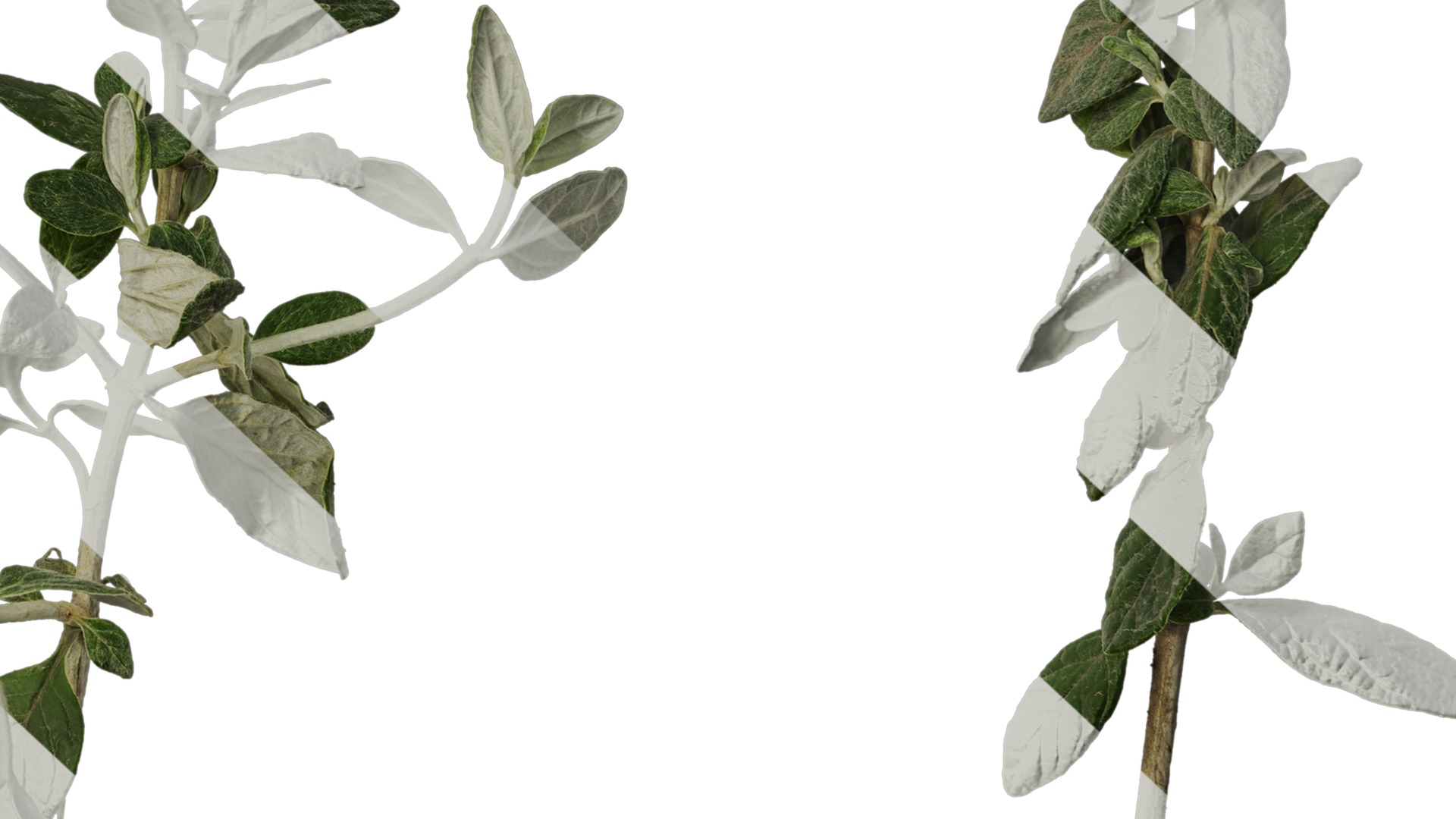 Anydrafts Teucrium fruticans Atlas 01 Texture_6