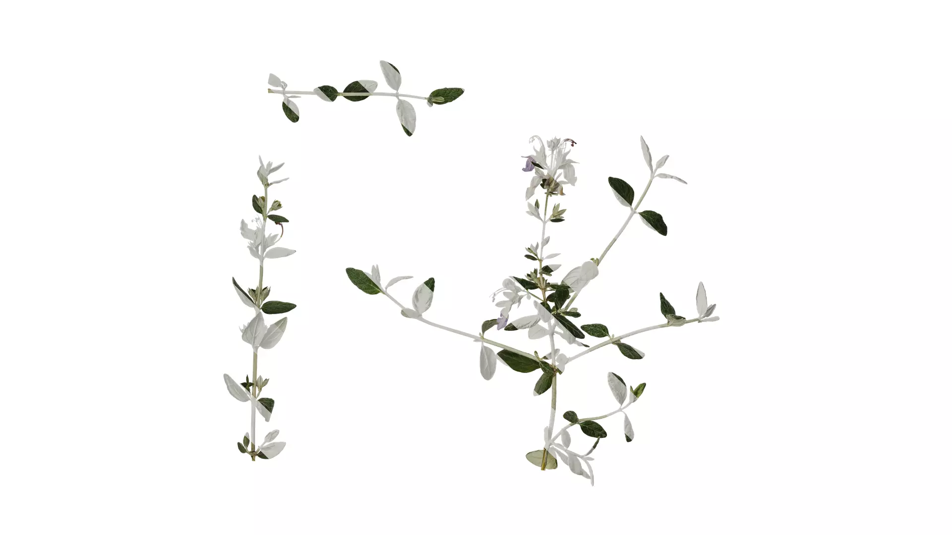 Anydrafts Teucrium fruticans Atlas 02 Texture