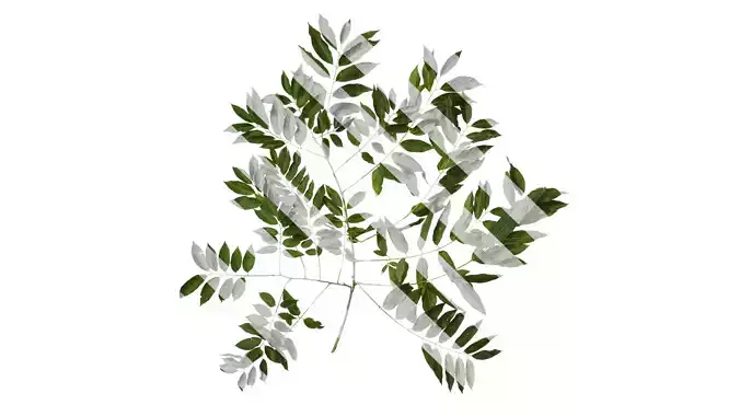 Anydrafts Sapindus mukorossi Atlas 06