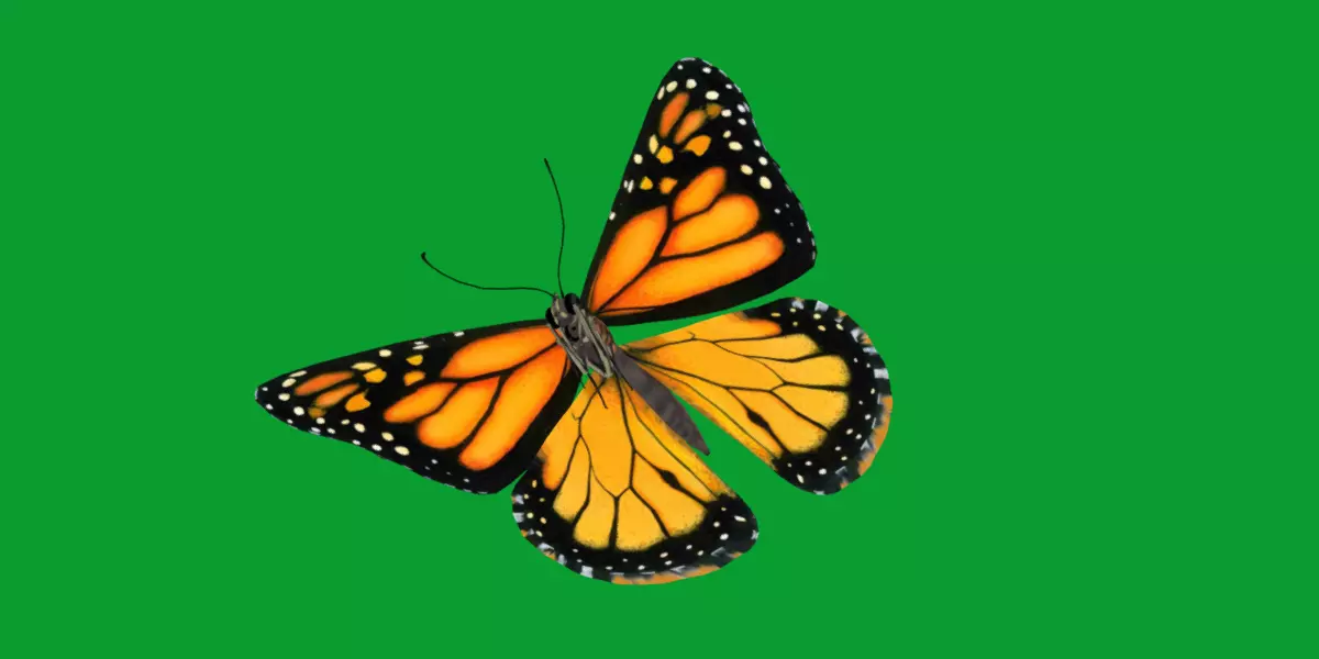 Monarch Butterfly Insect Low-poly 3D model