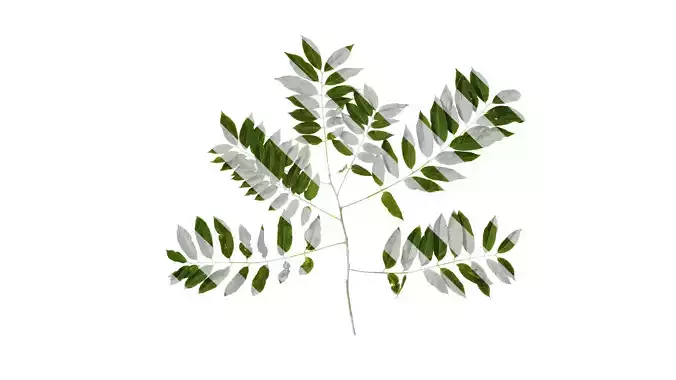 Anydrafts Sapindus mukorossi Atlas 07