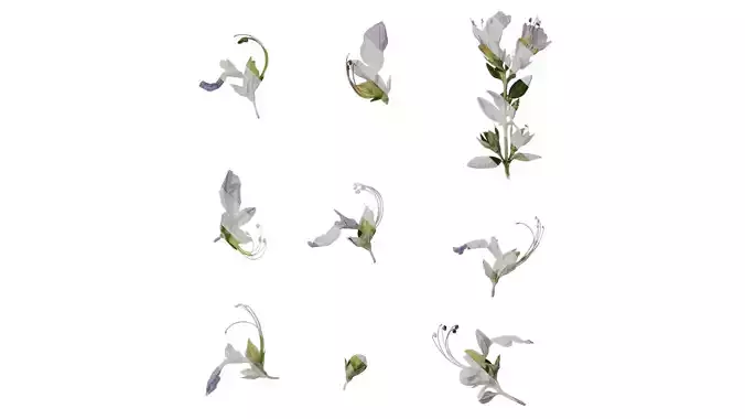 Anydrafts Teucrium fruticans Atlas 04 Texture