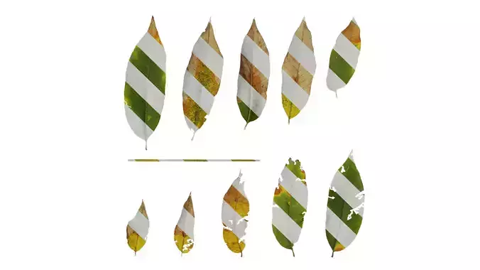 Anydrafts Sapindus mukorossi Leaf 01