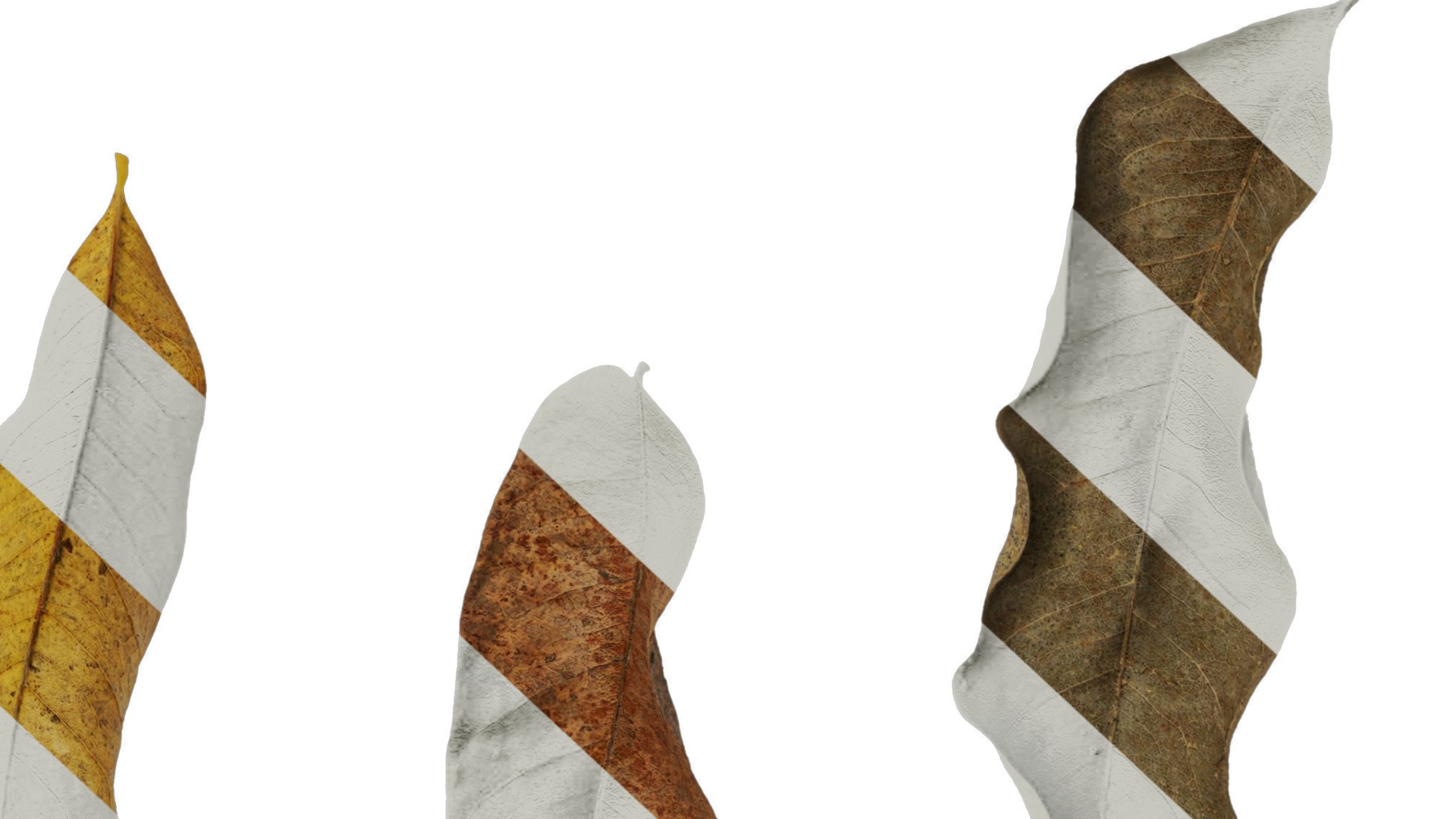 Anydrafts Sapindus mukorossi Leaf 03 Texture_6