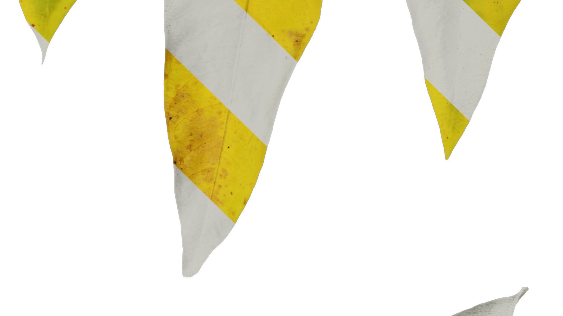 Anydrafts Sapindus mukorossi Leaf 03 Texture_4