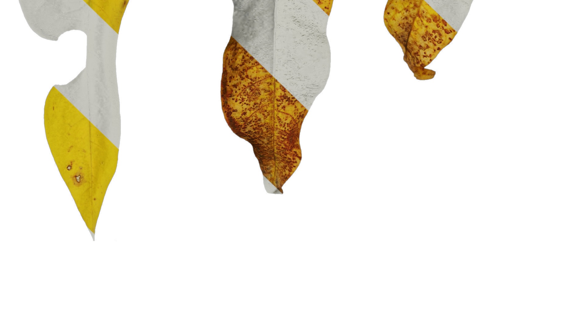 Anydrafts Sapindus mukorossi Leaf 03 Texture_3