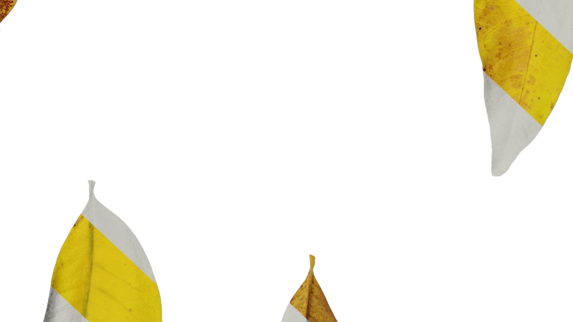 Anydrafts Sapindus mukorossi Leaf 03 Texture_7