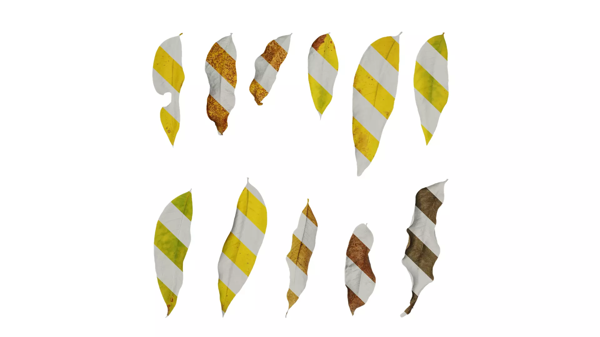 Anydrafts Sapindus mukorossi Leaf 03 Texture_0