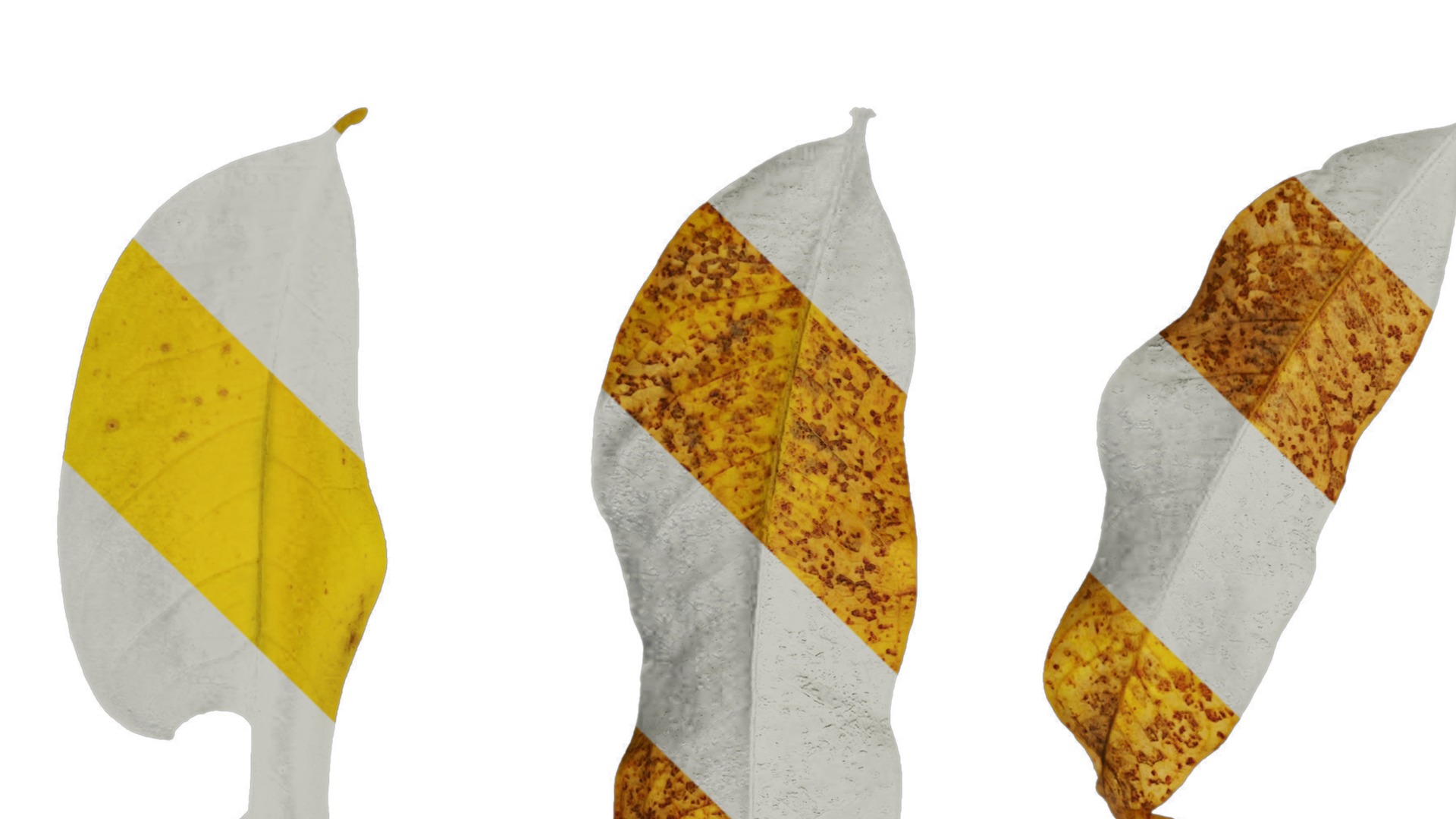 Anydrafts Sapindus mukorossi Leaf 03 Texture_1