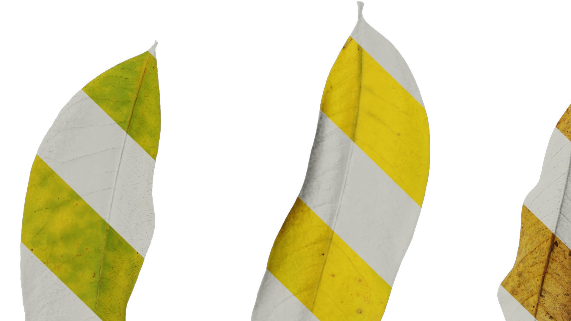 Anydrafts Sapindus mukorossi Leaf 03 Texture_5