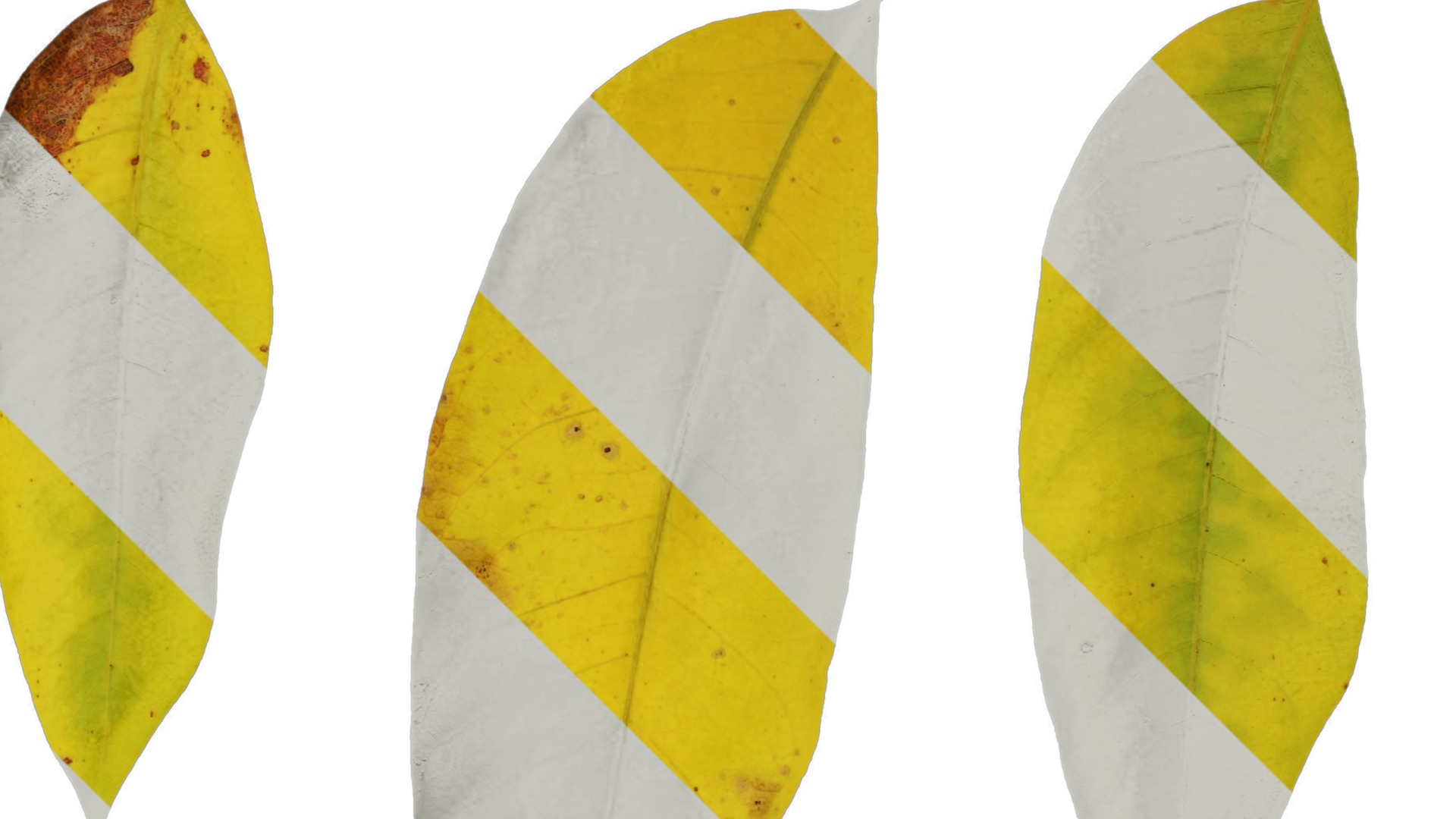 Anydrafts Sapindus mukorossi Leaf 03 Texture_2