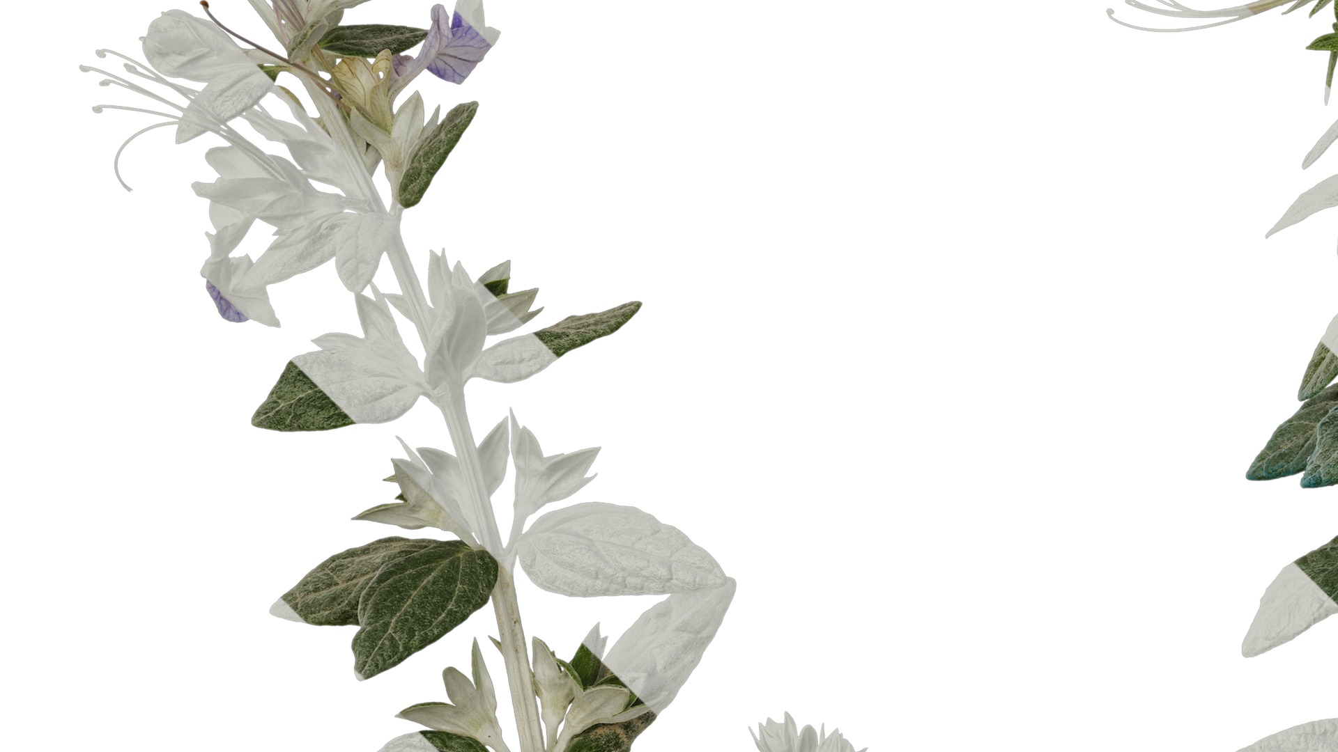 Anydrafts Teucrium fruticans Atlas 06 Texture_3