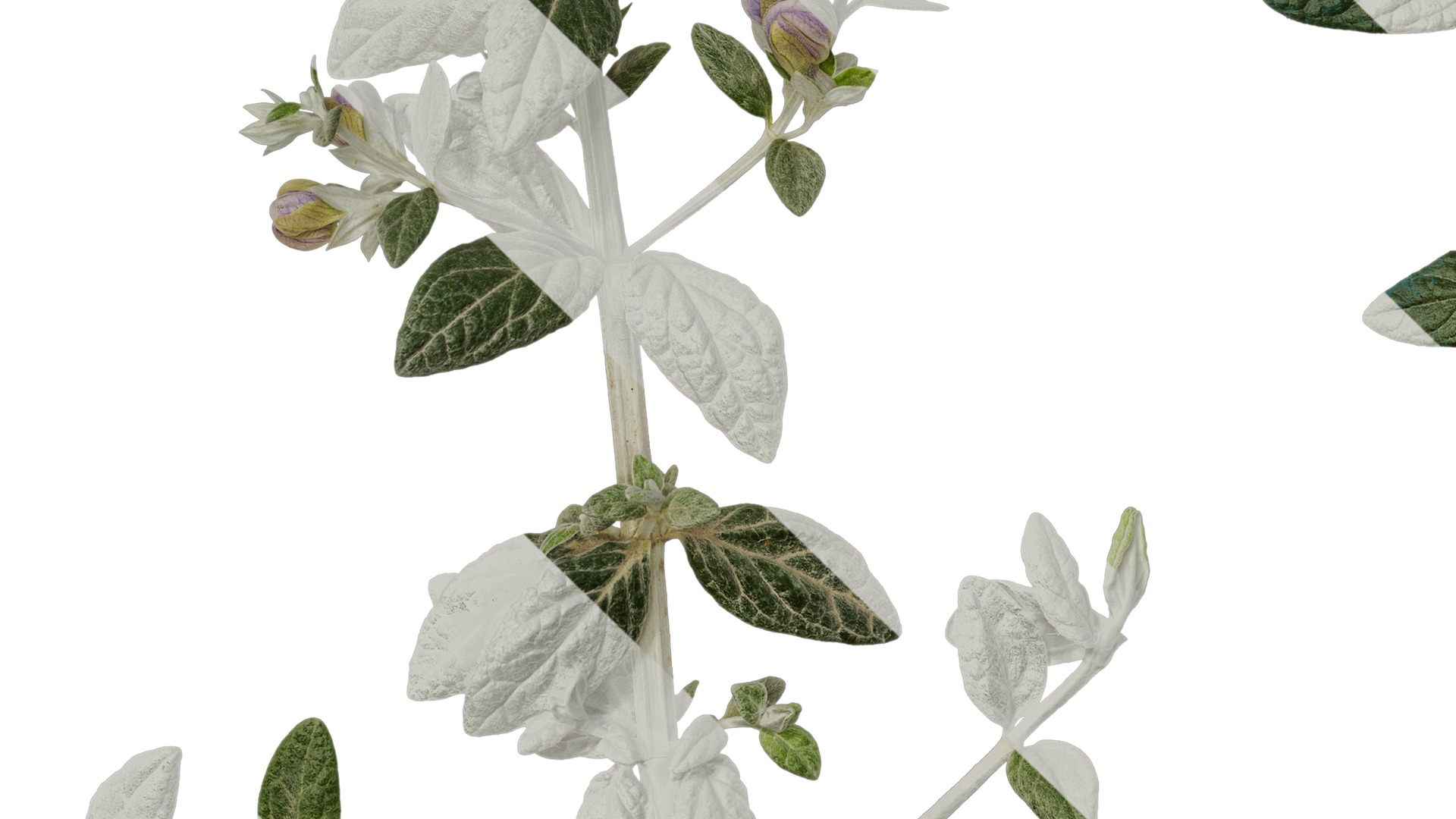 Anydrafts Teucrium fruticans Atlas 06 Texture_5