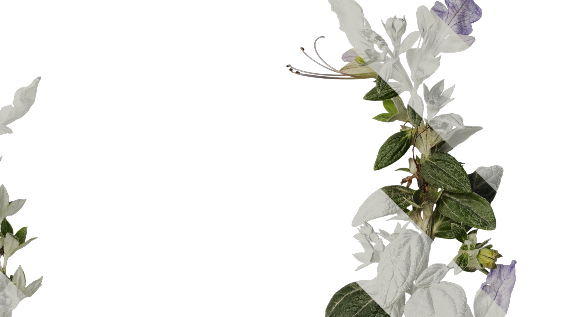 Anydrafts Teucrium fruticans Atlas 06 Texture_2