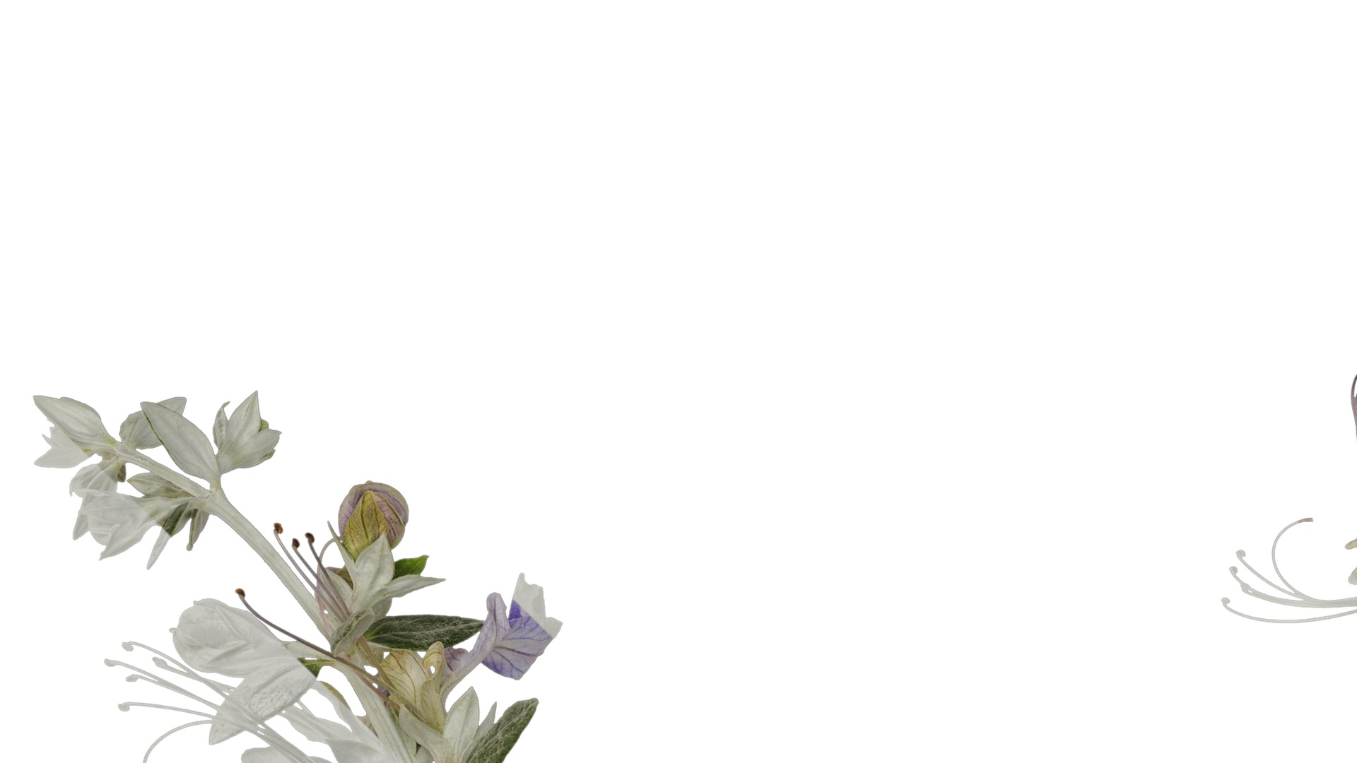 Anydrafts Teucrium fruticans Atlas 06 Texture_1