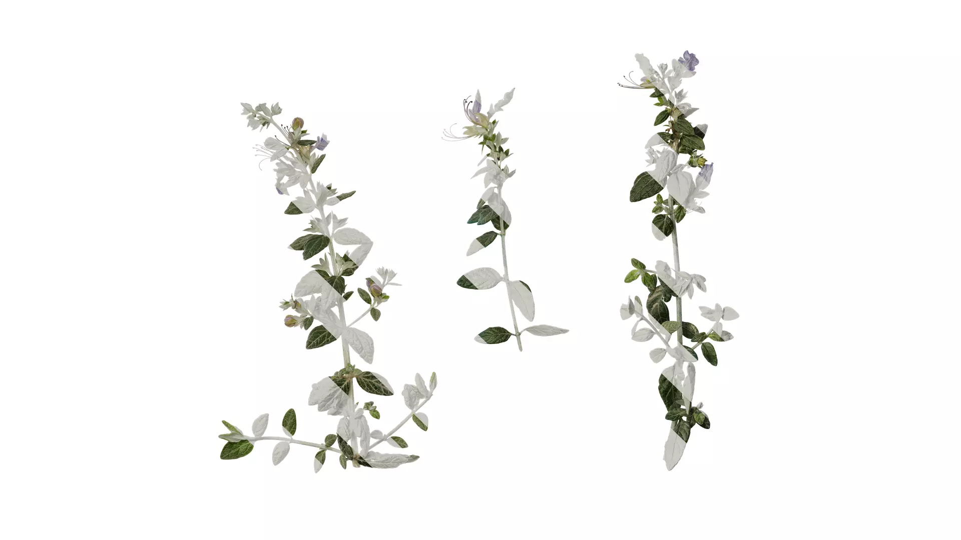 Anydrafts Teucrium fruticans Atlas 06 Texture_0