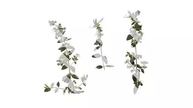 Anydrafts Teucrium fruticans Atlas 06 Texture