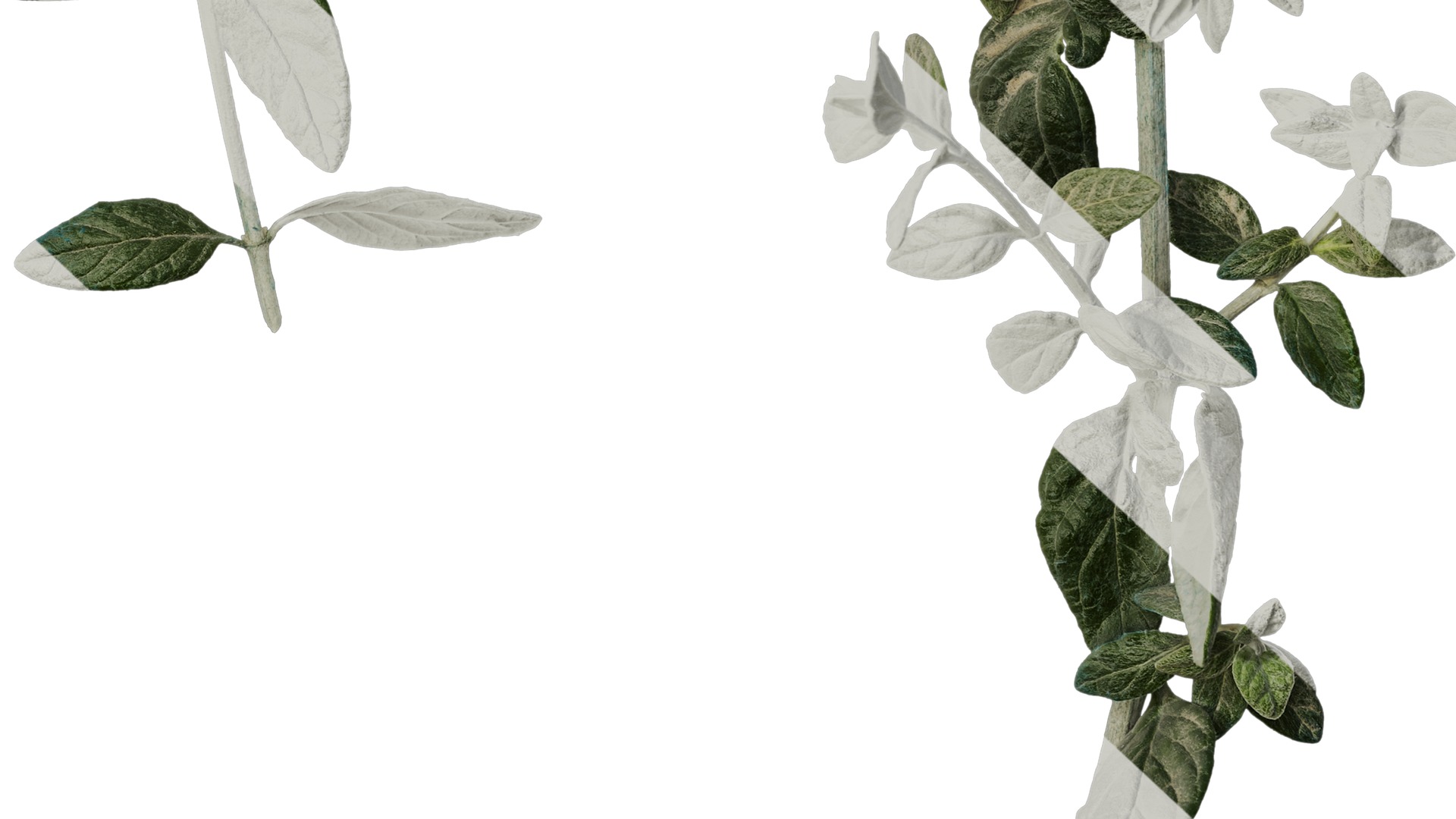 Anydrafts Teucrium fruticans Atlas 06 Texture_6