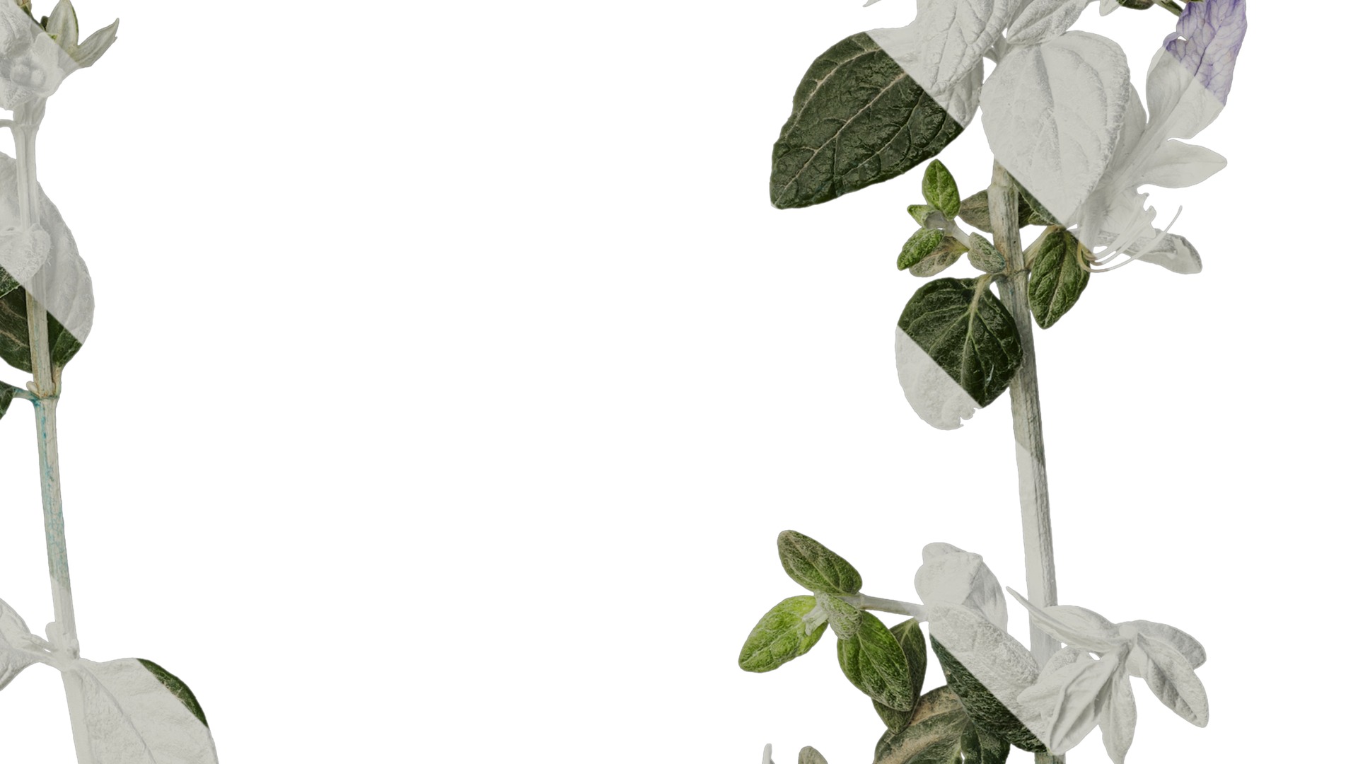 Anydrafts Teucrium fruticans Atlas 06 Texture_4