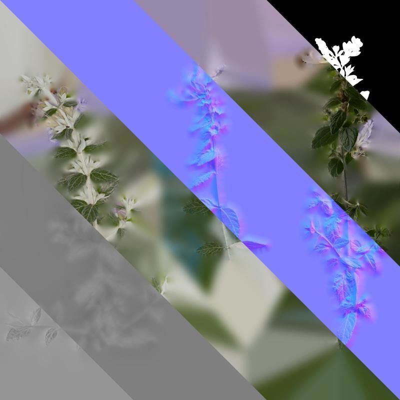 Anydrafts Teucrium fruticans Atlas 06 Texture_8