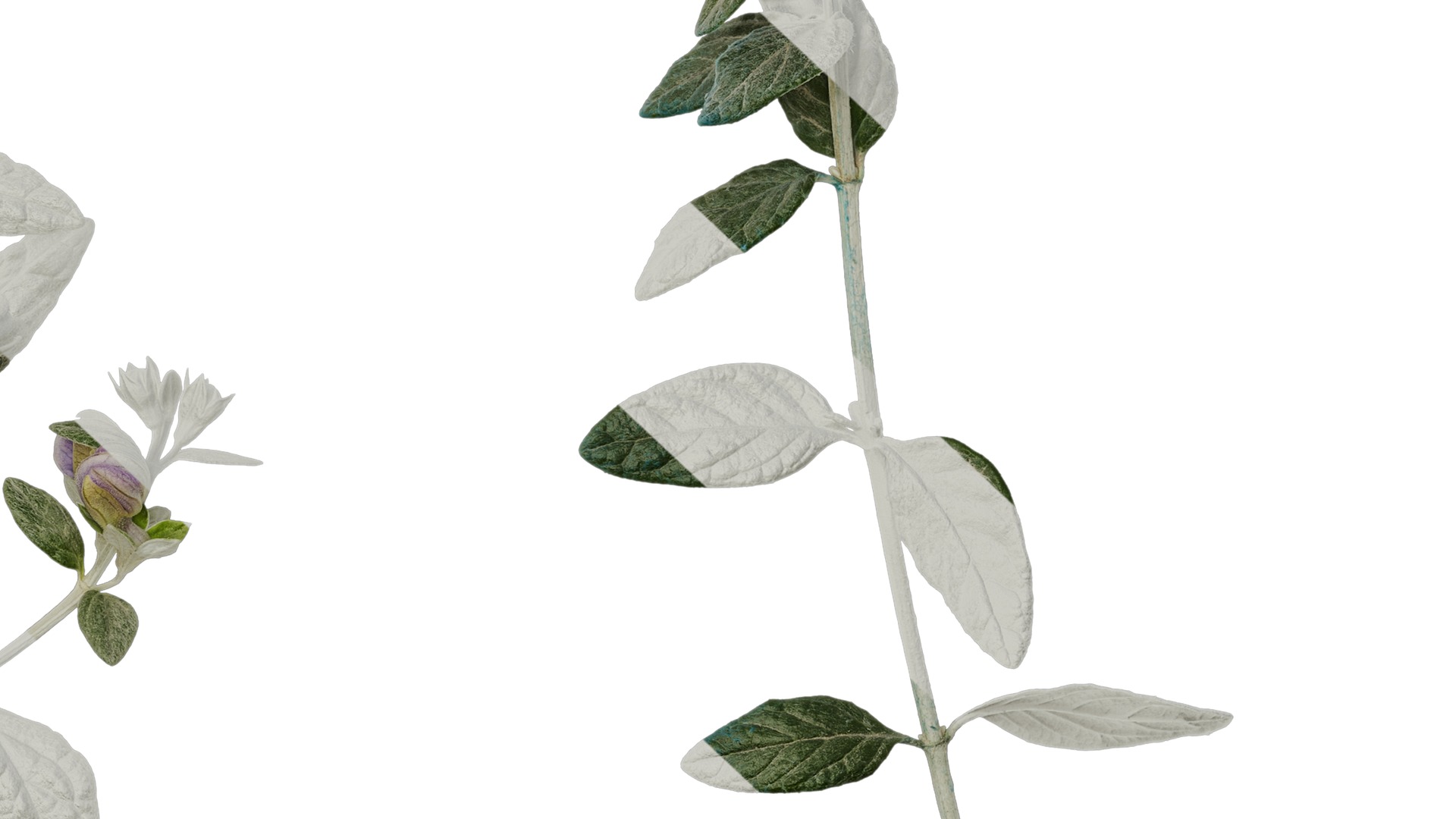 Anydrafts Teucrium fruticans Atlas 06 Texture_7