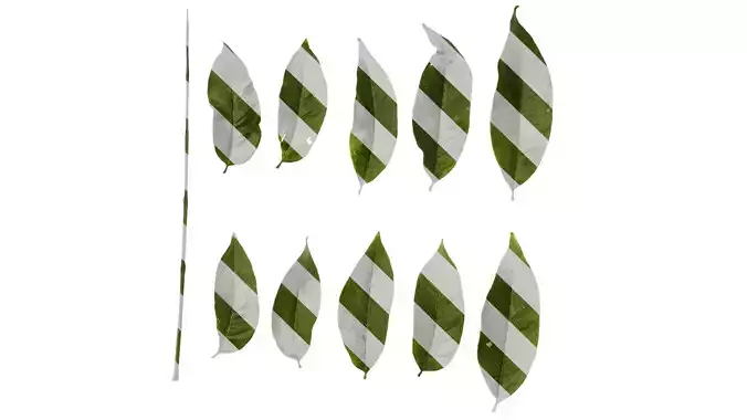 Anydrafts Sapindus mukorossi Leaf 08