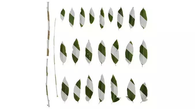 Anydrafts Sapindus mukorossi Leaf 11