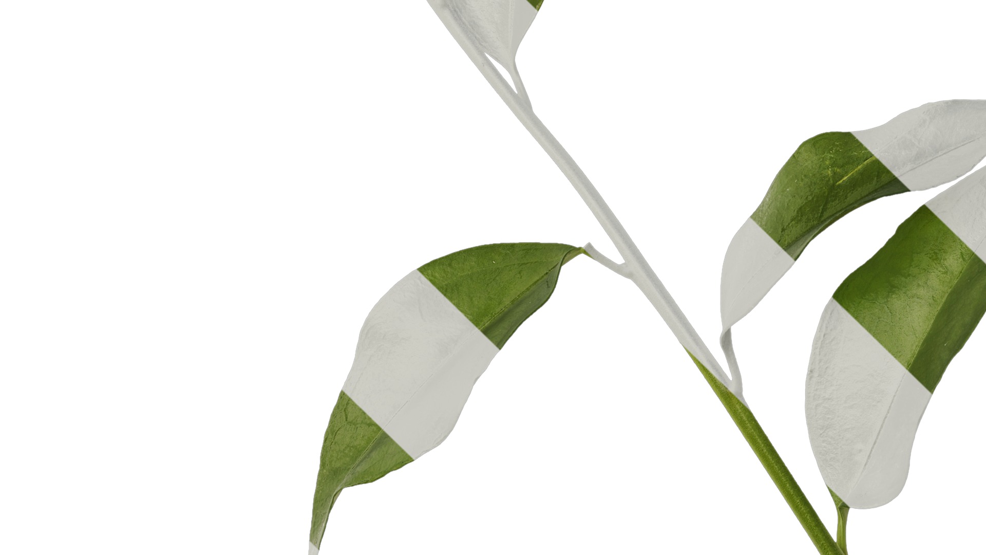 Anydrafts Sarcococca ruscifolia Atlas 02 Texture_3