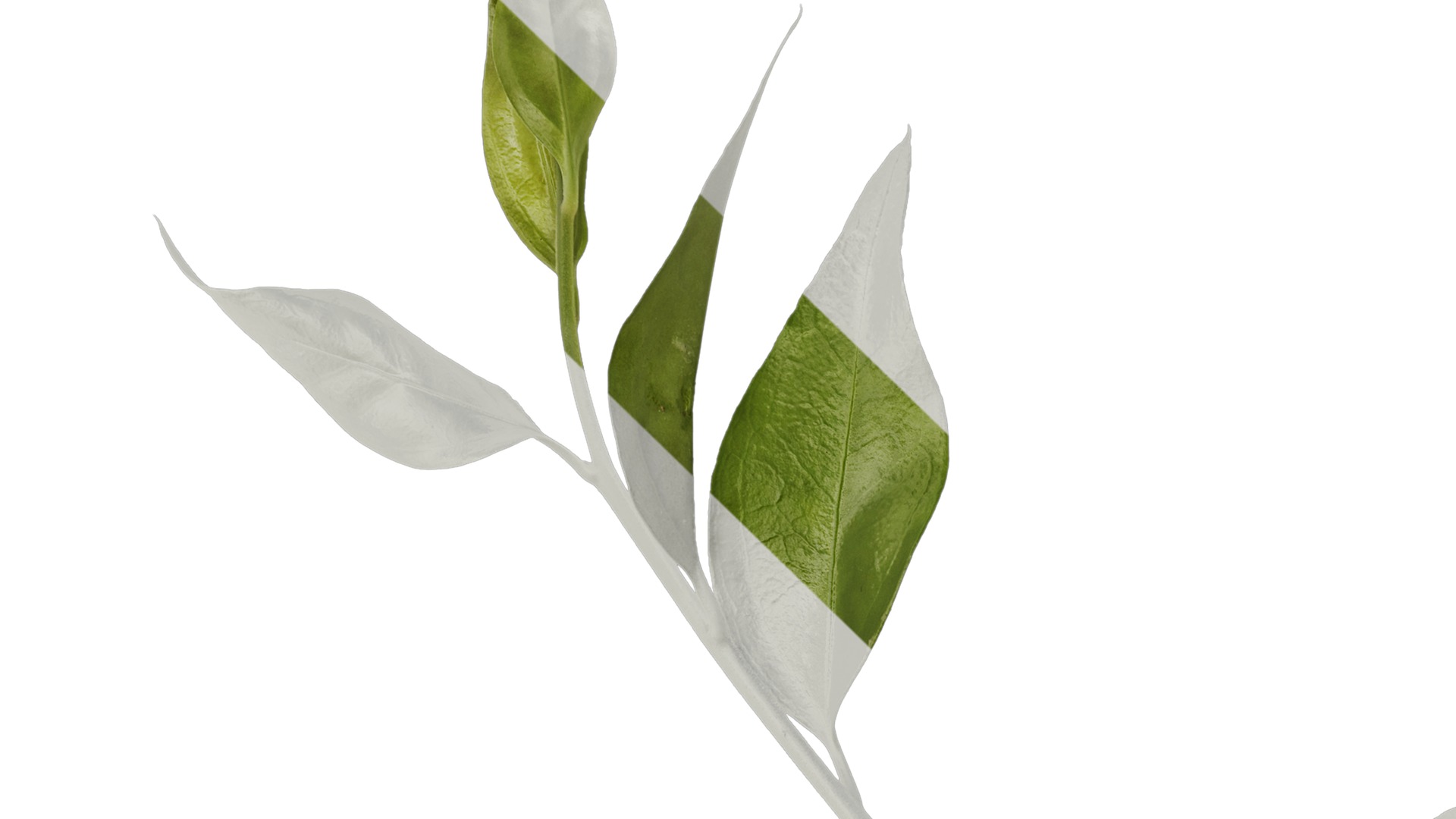 Anydrafts Sarcococca ruscifolia Atlas 02 Texture_1