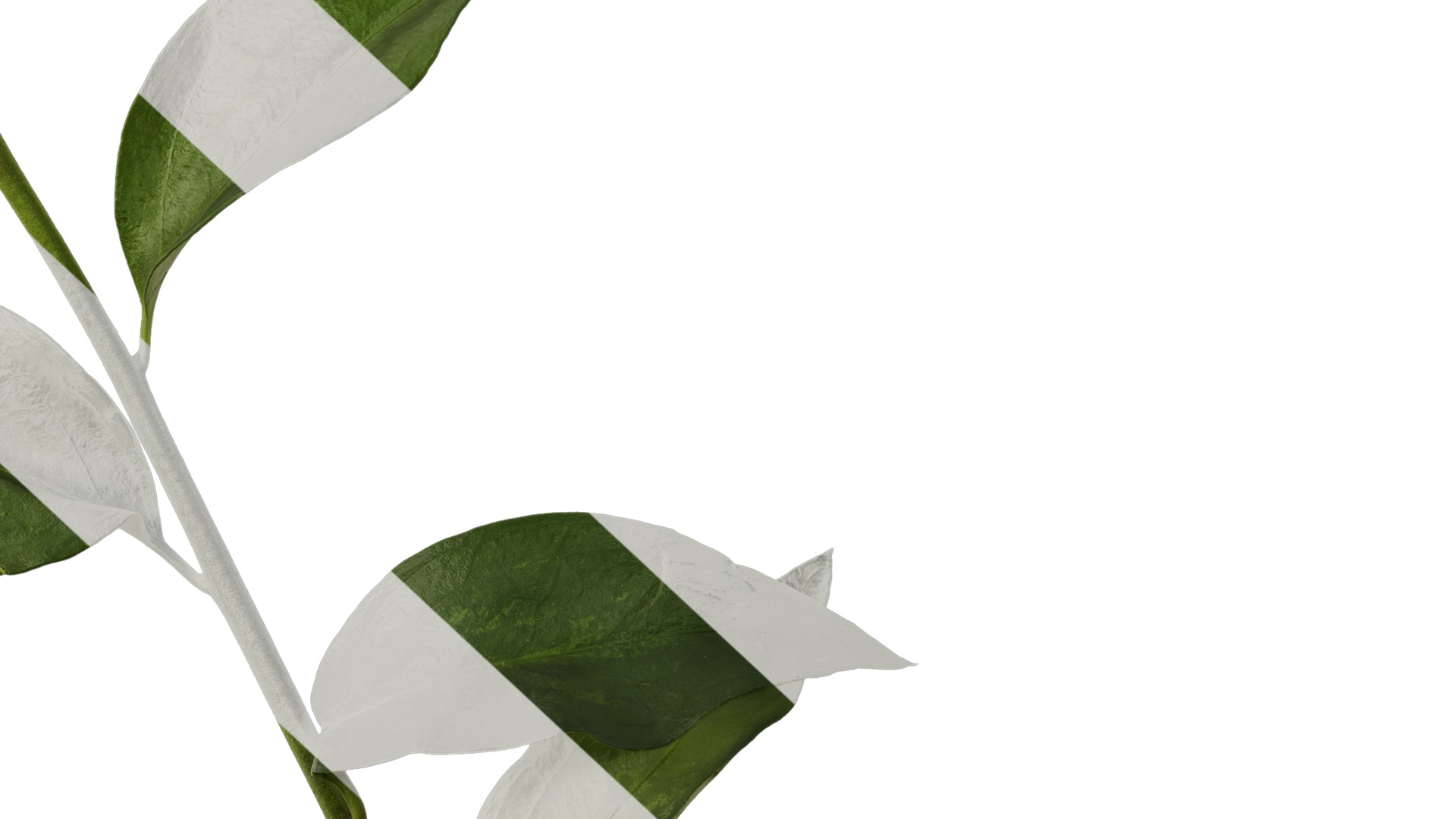 Anydrafts Sarcococca ruscifolia Atlas 02 Texture_6