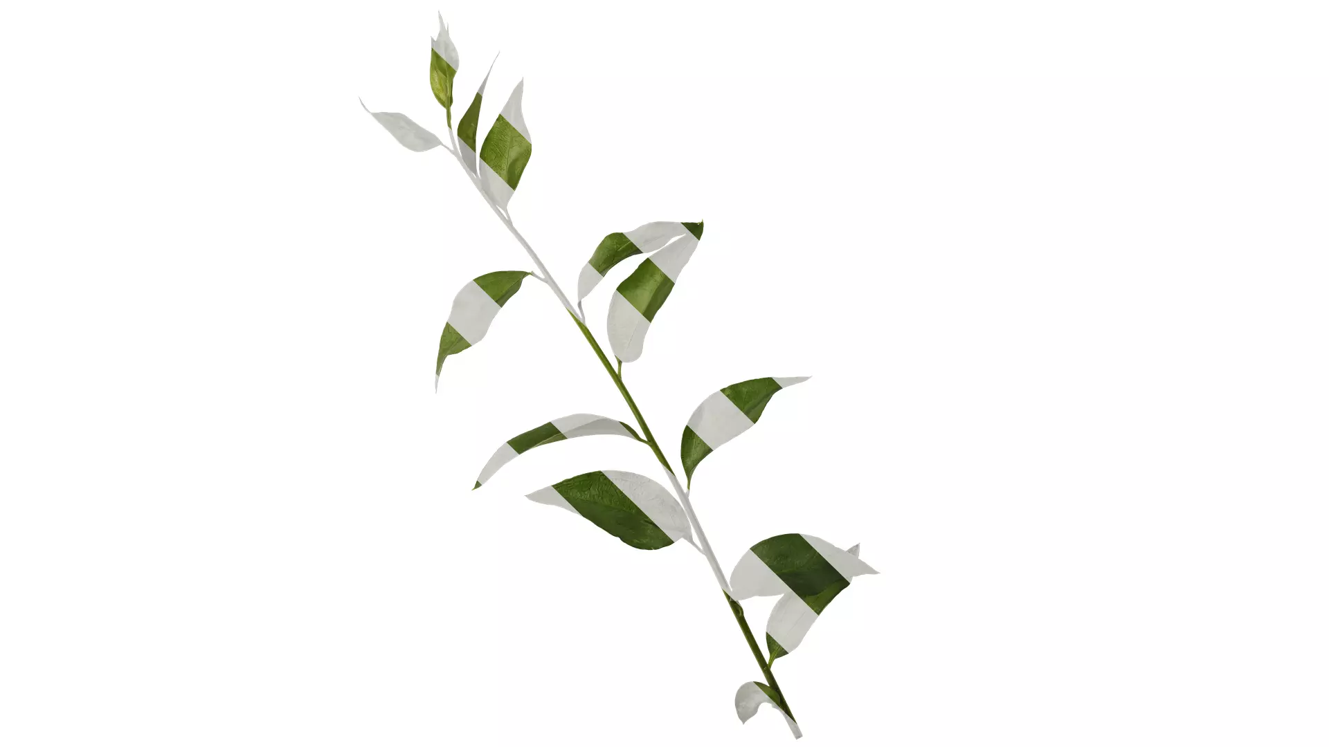 Anydrafts Sarcococca ruscifolia Atlas 02 Texture_0